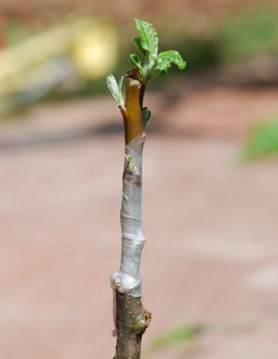 32ea0c192c6275d4bd4ce9bef0f43409202ed3792e2cfa7318b12ead83763c37-grafting-tape2-310x400-1