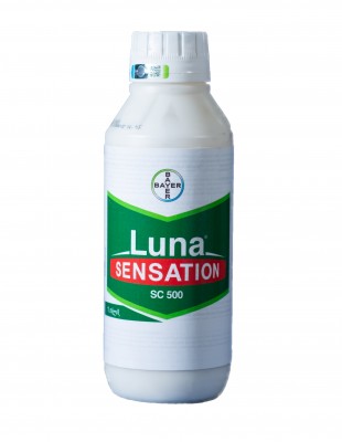 luna-senseiSeni-sk500-1-l-luna-senseiSeni-sk500-1-l-310x400-1
