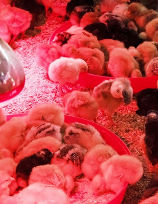 7478620f50e2539755a04606e6f1a6a6beda847edabdd461b87a0821a65cad5f-baby-chicks-in-a-brooder-310x400-1