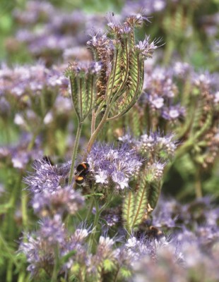bio-phacelia-mira-bio-phacelia-mira-310x400-1