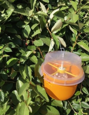 piege-a-mouches-des-fruits-smart-trap-piege-a-mouches-des-fruits-smart-trap-310x400-1