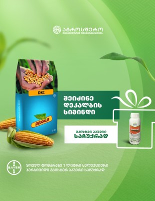 Corn Seeds - DeKalb DKC 3400 - FAO 240&nbsp;