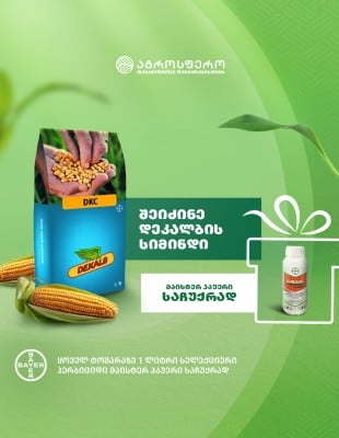 Corn Seeds - DeKalb DKC 6980 - FAO 700 (2023)&nbsp;
