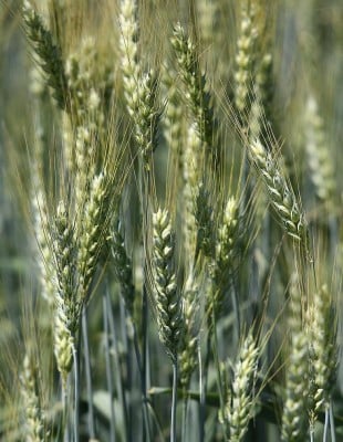 Wheat seeds GALLUS I reproduction 30 kg (2024)&nbsp;