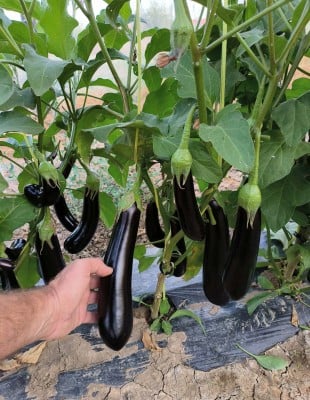 Eggplant seeds AK BL 5010 F1 1000 pcs&nbsp;