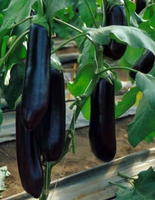 Eggplant seeds AK BL 5011 F1 1000 pcs&nbsp;