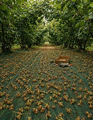 Harvest-time-in-the-orchard-Harvest-time-in-the-orchard-310x400-1