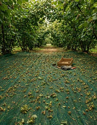 Orchard-path-under-leafy-canopy-Orchard-path-under-leafy-canopy-310x400-1